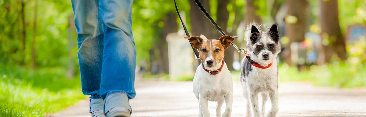 The most pet-friendly countries in the world