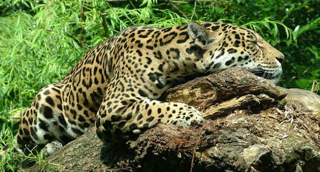 5 Of The Coolest Animals You Can See In Brazil Santa Fe Relocation