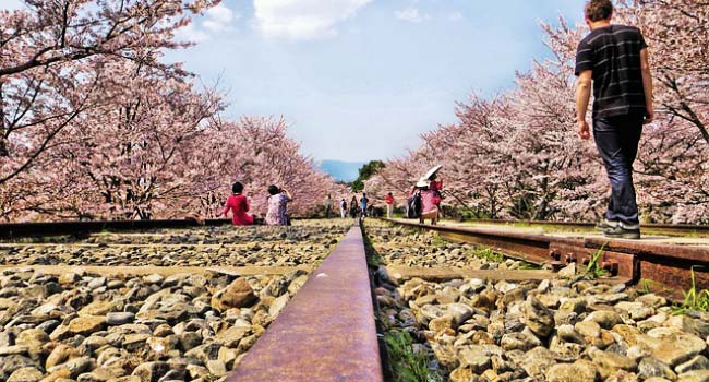 Top 5 place to see cherry blossom in Tokyo