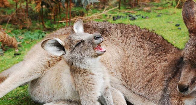 Top 5 coolest Australian animals you may not have heard of - Santa Fe  Relocation