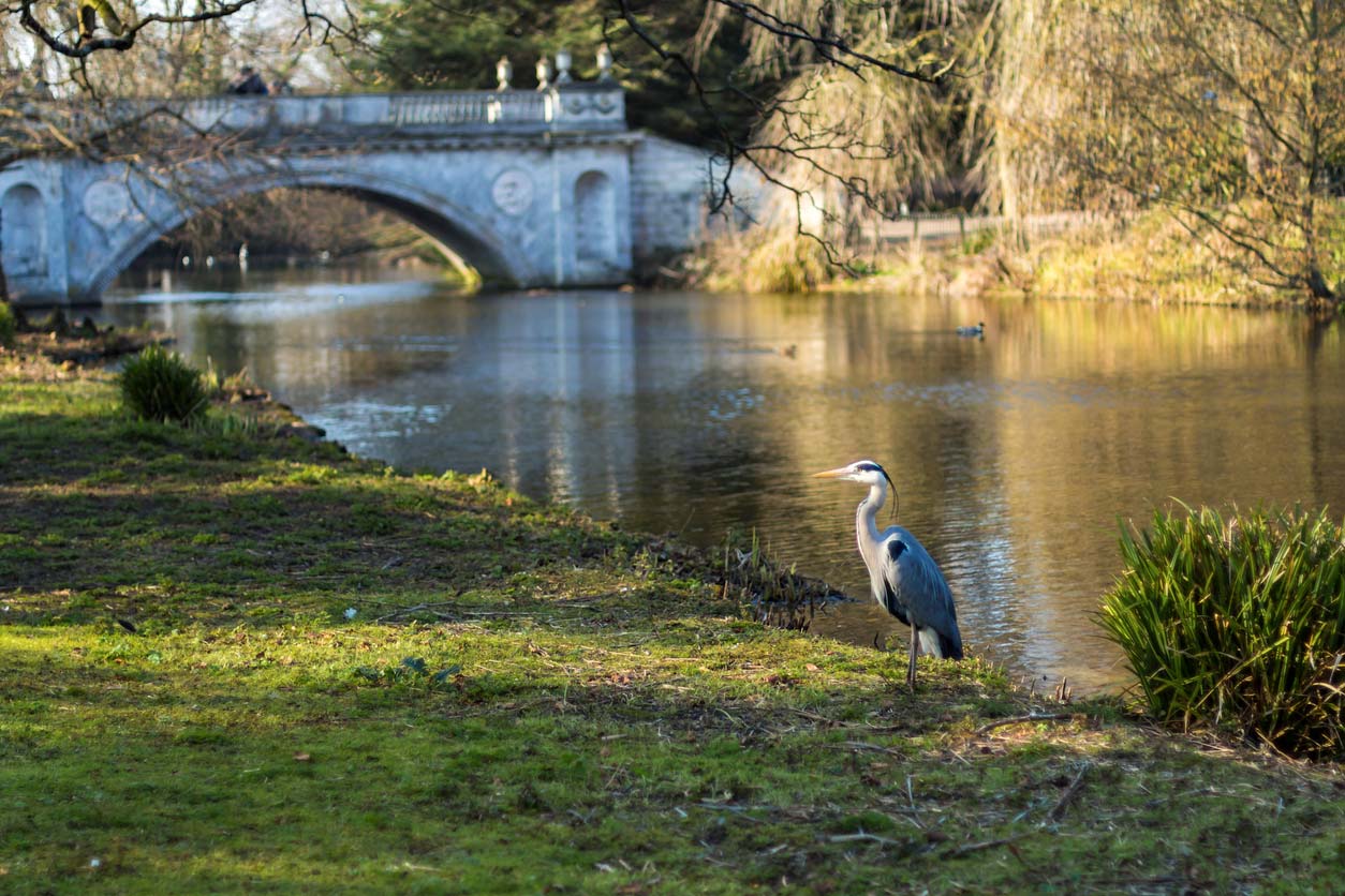 Picture of a Grey heron in Chiswick park, standing near the river. In the background is an old, stone bridge.