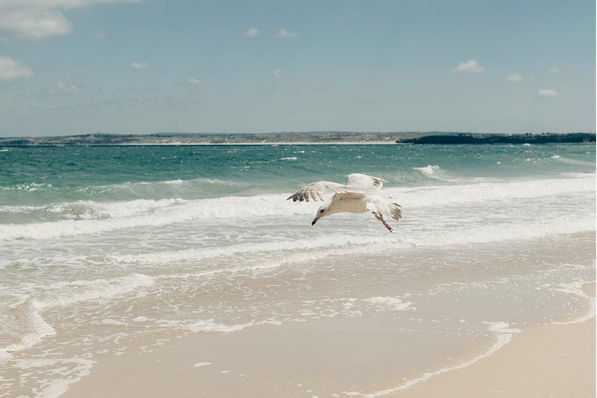 Seagull flying on Portminster Beach, St Ives