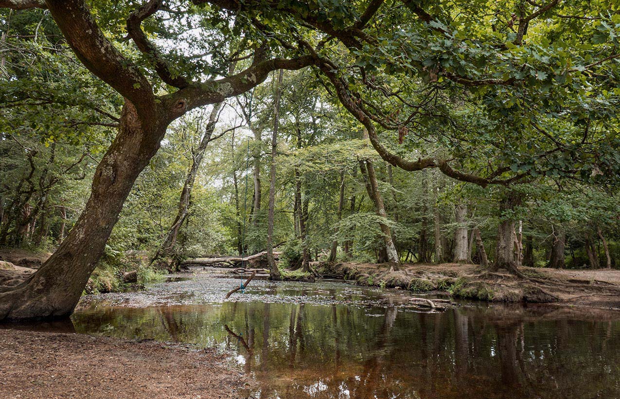 Small-river-running-through-new-forest-in-hampshire