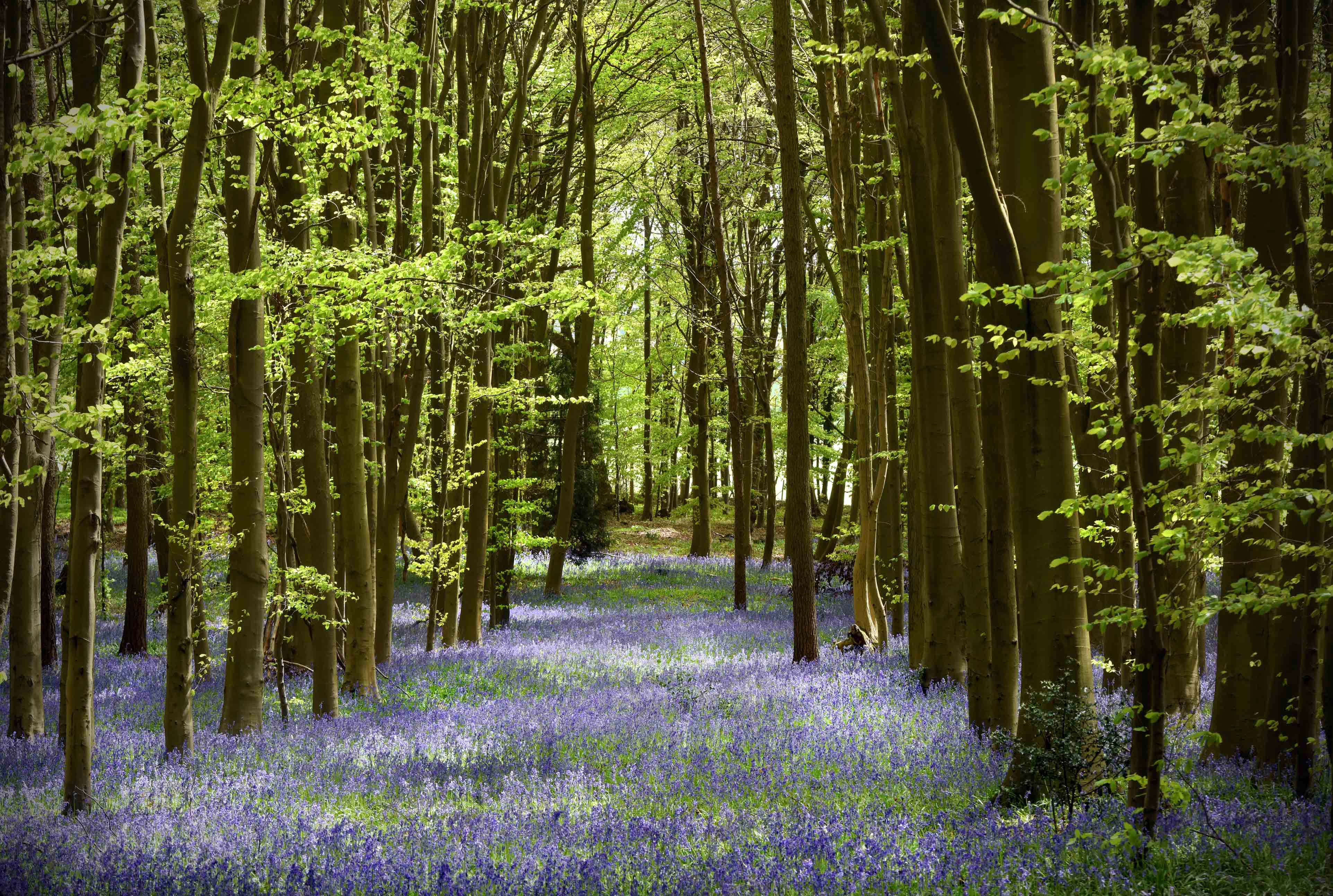 Wild bluebells carpet a woodland glade in Surrey, England during spring