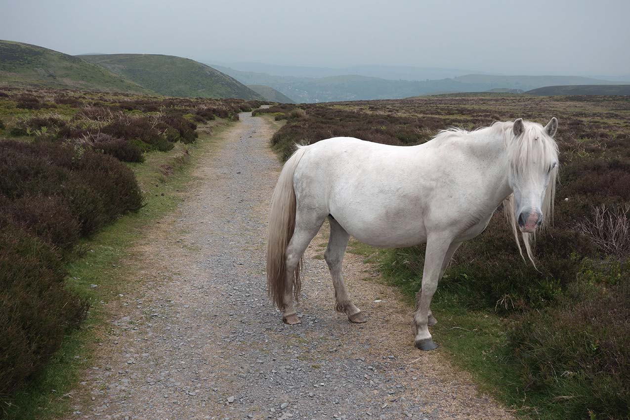 White wild horse on road through Long Mynd in Long Shropshire