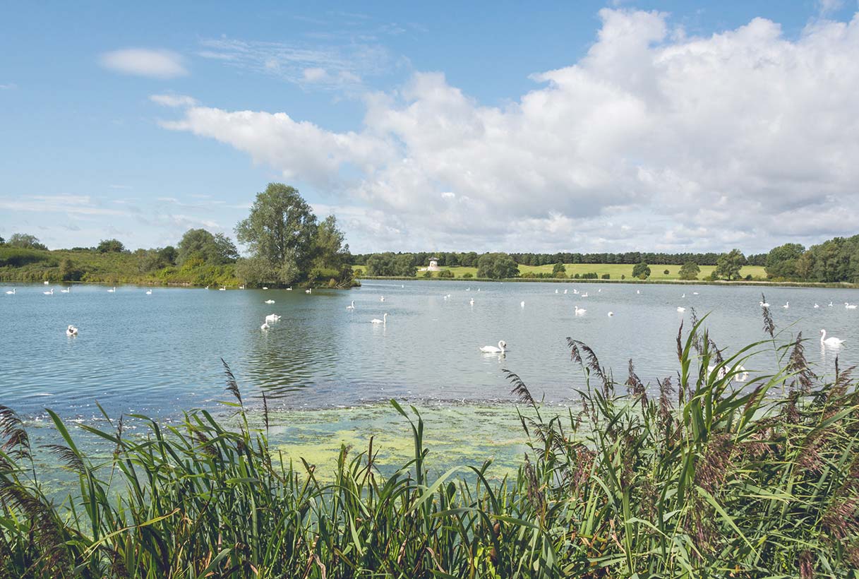 Swans resting on a large open lake, with fields in the background.