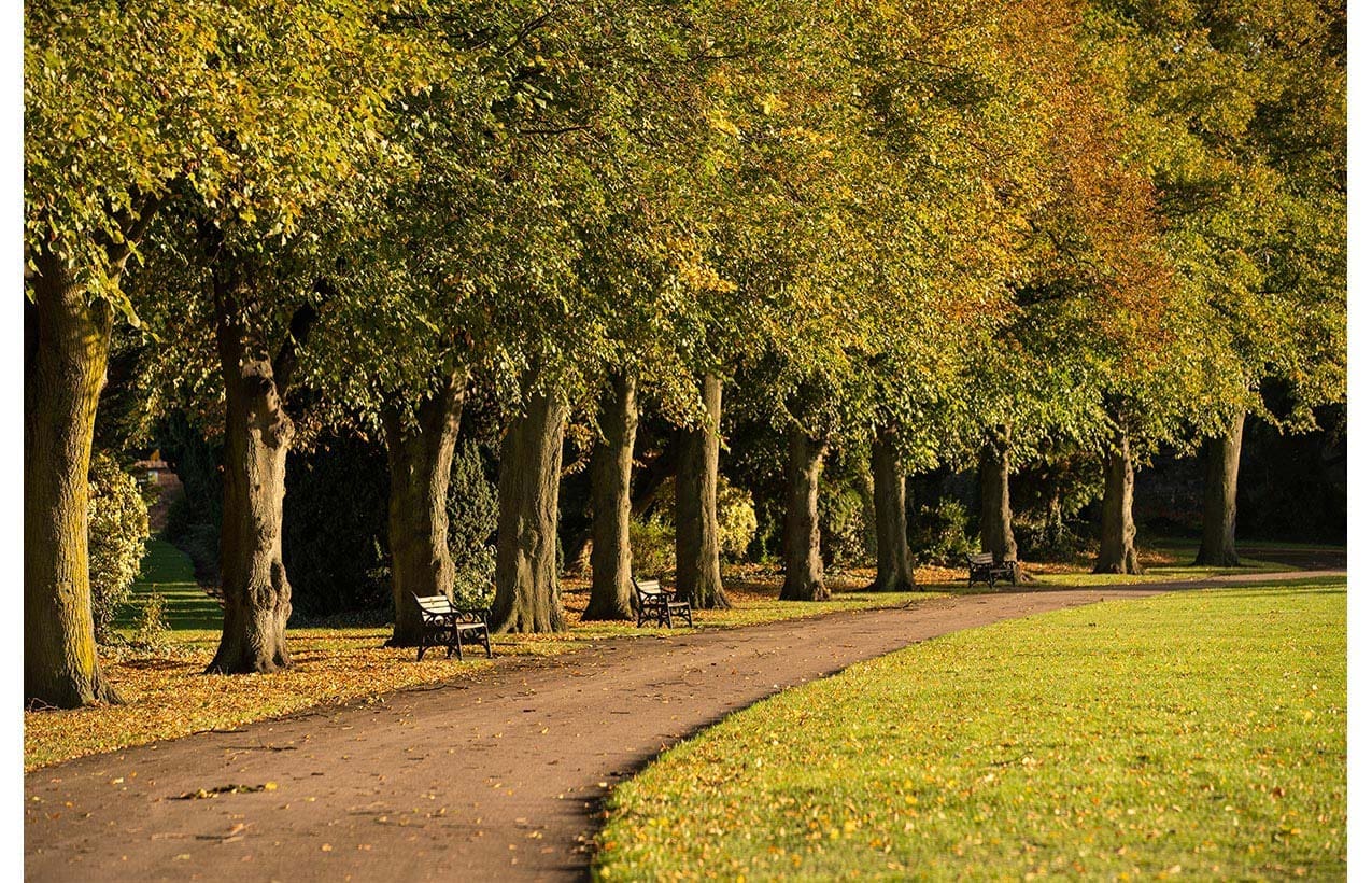 Row of trees in a park, with a park bench and path.