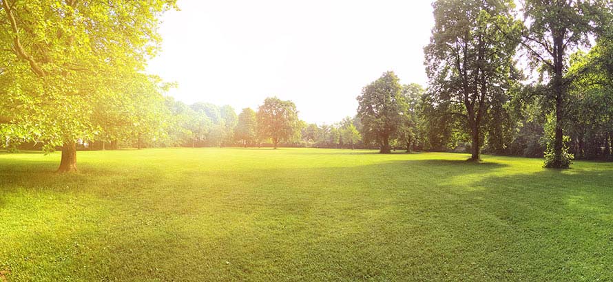 A large open green park in the sun.