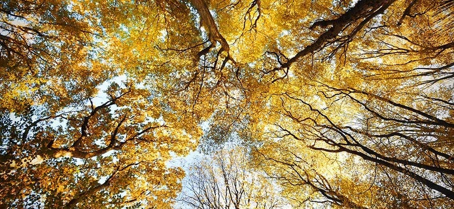 A tree canopy and the sky from below, on Hampstead Heath in the autumn.