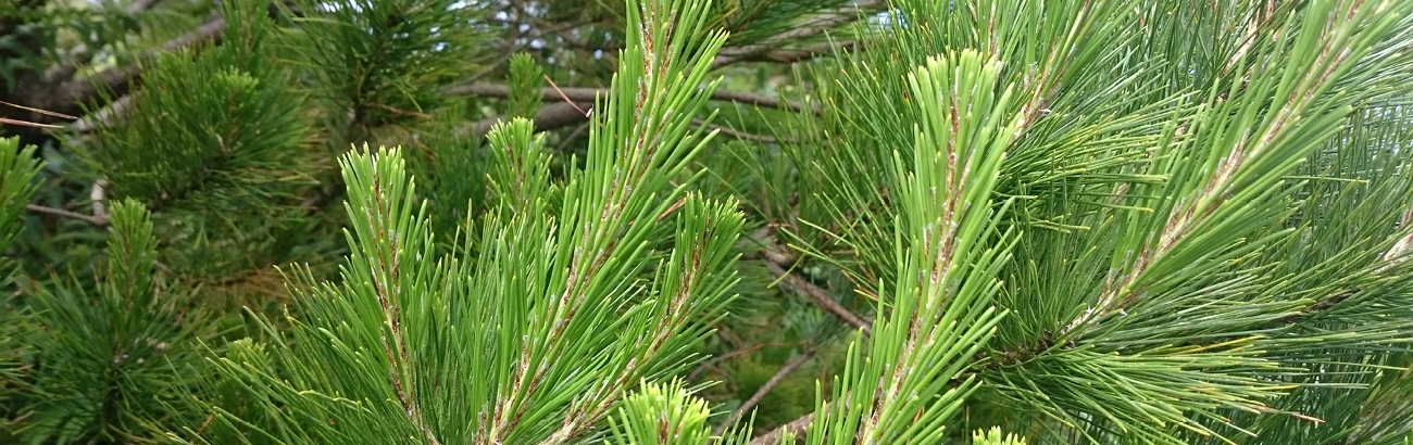 Santa Fe Relocation | Plant a tree scheme with EFORESTS